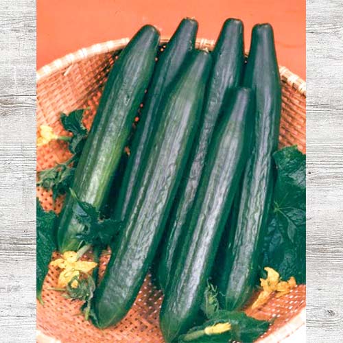 Ogórek Dukat F1 interface.image 1 interface.art 86965