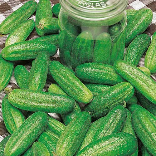 Ogórek Fason F1 interface.art zdjęcie 1 Ogórek Fason F1 interface.image 1 interface.art 86973