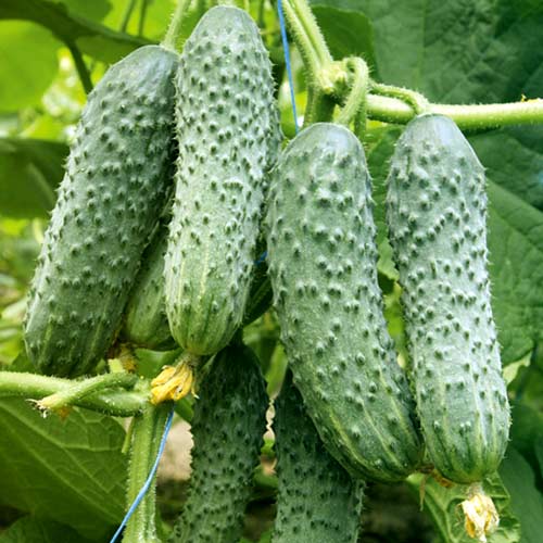 Ogórek Gruntowy 1 interface.image 1 interface.art 8905