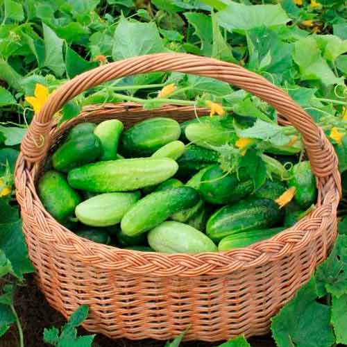 Ogórek gruntowy konserwowy Marcel F1 interface.image 1 interface.art 449606L