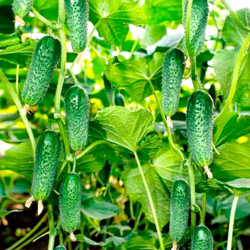 Ogórek gruntowy konserwowy partenokarpiczny Partner F1 interface.image 1 interface.art 449613L