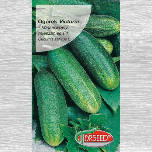 Ogórek gruntowy konserwowy Victoria F1 interface.art zdjęcie 1 Ogórek gruntowy konserwowy Victoria F1 interface.image 1 interface.art 77627