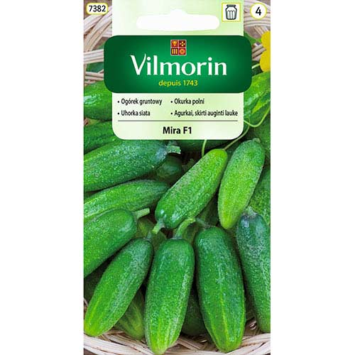 Ogórek gruntowy Mira F1 Vilmorin interface.art zdjęcie 1 Ogórek gruntowy Mira F1 Vilmorin interface.image 1 interface.art 77729