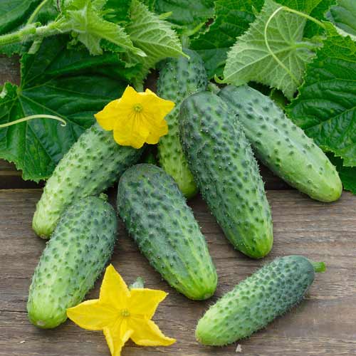 Ogórek sałatkowy Iwa interface.image 1 interface.art 449002L