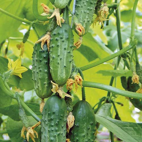 Ogórek gruntowy sałatkowy Monika interface.image 1 interface.art 449255L