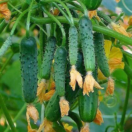 Ogórek Gruntowy interface.image 1 interface.art 8906