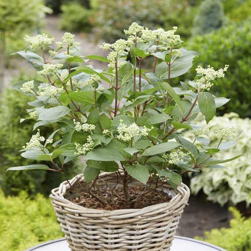 Hortensja bukietowa Early Harry PBR, С3 interface.image 1 interface.art 8542