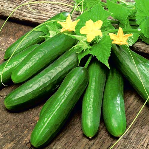 Ogórek Lech F1 interface.art zdjęcie 1 Ogórek Lech F1 interface.image 1 interface.art 86968