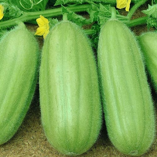 Ogórek melonowy  interface.image 1 interface.art 8713