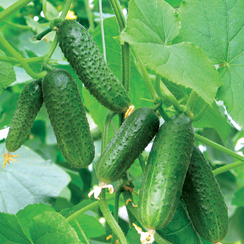 Ogórek  Parys  interface.image 1 interface.art 8710