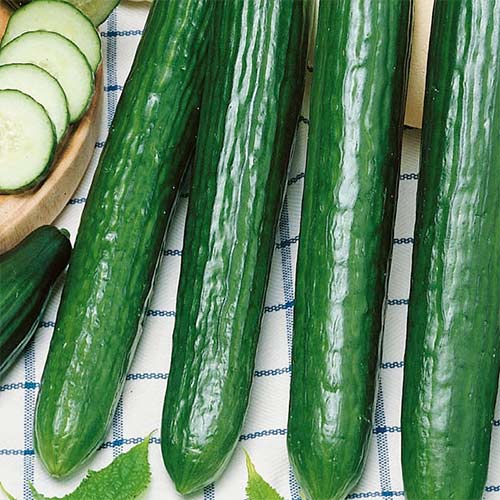 Ogórek Saladin F1 interface.image 1 interface.art 86970