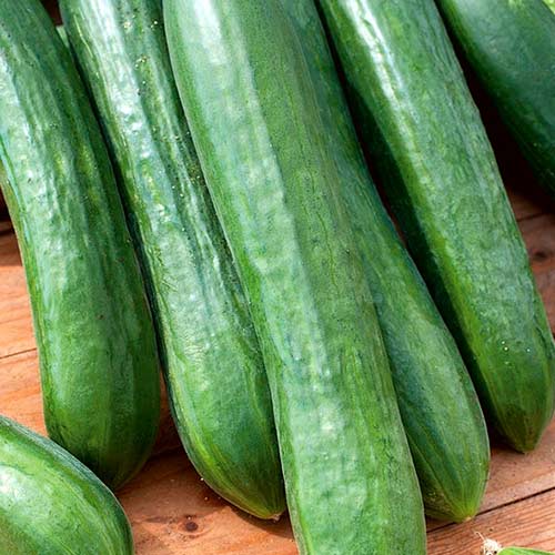 Ogórek Tessa F1 interface.image 1 interface.art 86982