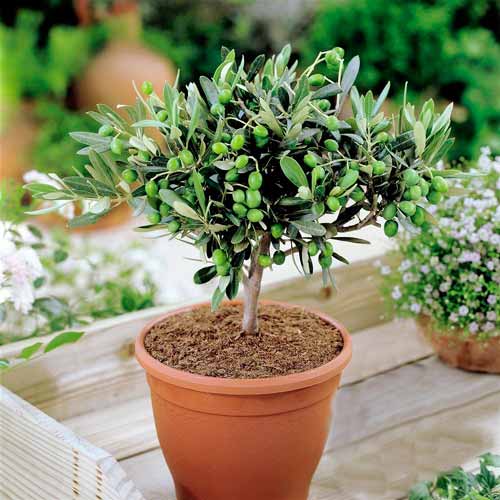 Oliwka europejska interface.image 1 interface.art 73017