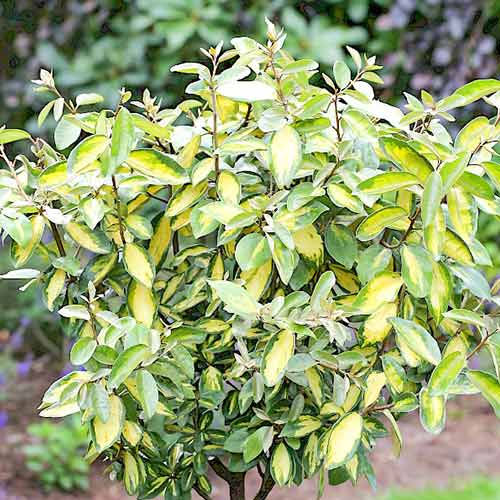 Oliwnik Ebbing'a Limelight interface.image 1 interface.art 4432