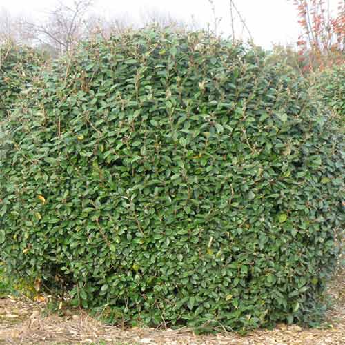 Oliwnik Ebbing'a Super Compacta interface.image 1 interface.art 4433