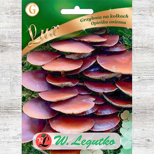 Opieńka zmienna - grzybnia na kołkach interface.image 1 interface.art 86701