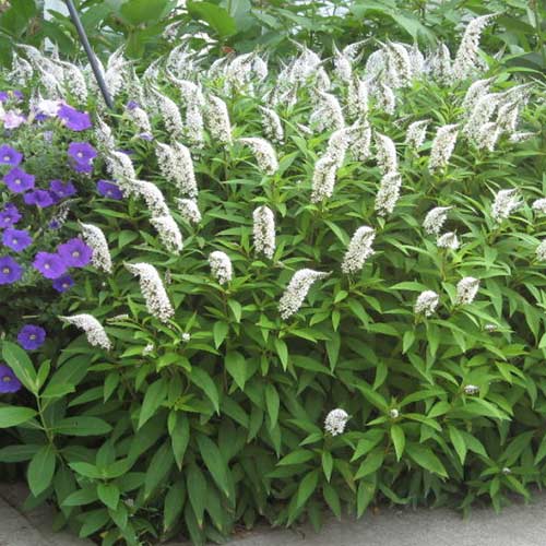 Orszelina olcholistna interface.image 1 interface.art 4424