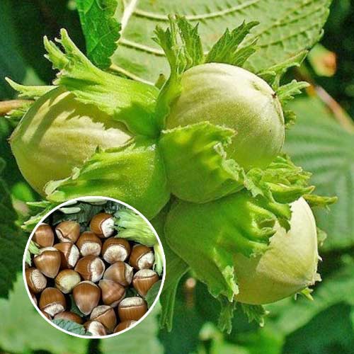 Orzech laskowy Barceloński, С2 interface.image 1 interface.art 7037