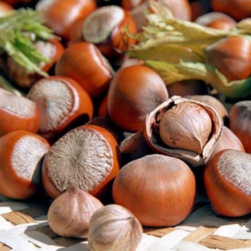 Orzech laskowy Jefferson interface.image 1 interface.art 6933