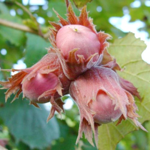 Orzech laskowy Lamberta czerwony interface.image 1 interface.art 8658