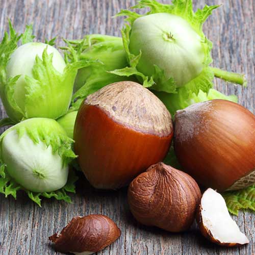 Orzech laskowy Sacajawea interface.art zdjęcie 1 Orzech laskowy Sacajawea interface.image 1 interface.art 6932