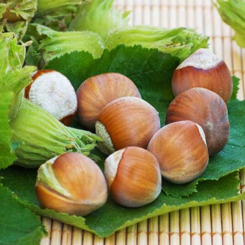 Orzech laskowy Yamhill interface.image 1 interface.art 6931