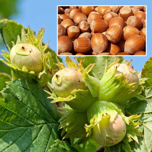 Orzech laskowy interface.image 1 interface.art 7449