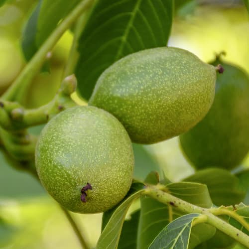 Orzech włoski Franquette, C2 interface.image 1 interface.art 9686