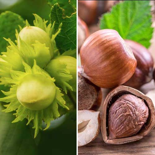 Orzechy laskowe Duo, 2 sadzonki interface.image 1 interface.art 5675