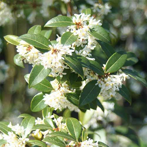 Osmantus Burkwooda interface.image 1 interface.art 3963