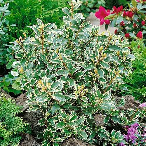 Osmantus różnolistny Variegatus interface.image 1 interface.art 3965