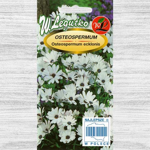 Osteospermum białe Legutko interface.art zdjęcie 1 Osteospermum białe Legutko interface.image 1 interface.art 78584