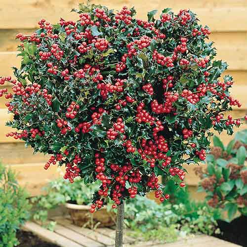 Ostrokrzew Blue Angel interface.image 1 interface.art 4743