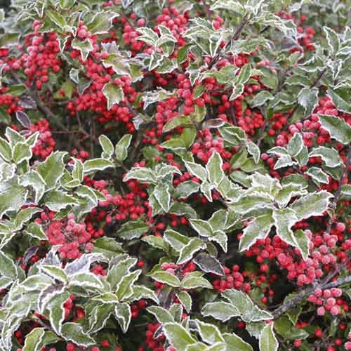 Ostrokrzew Blue Princess, С2 interface.image 1 interface.art 8551