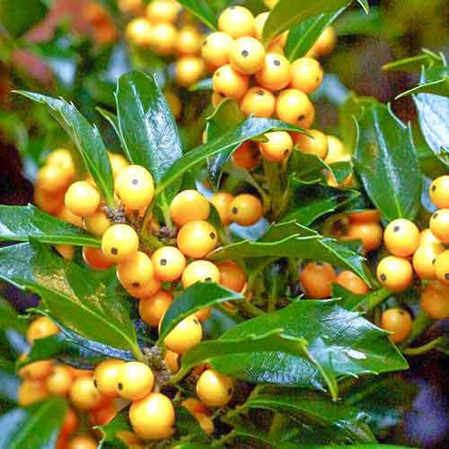 Ostrokrzew Golden Girl interface.image 1 interface.art 4744