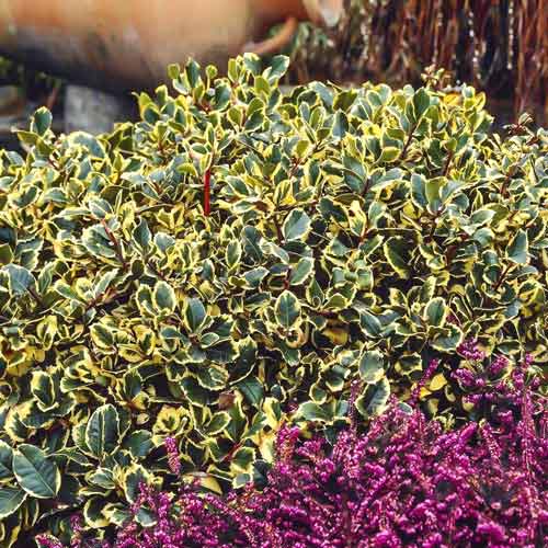 Ostrokrzew Golden King interface.image 1 interface.art 9540