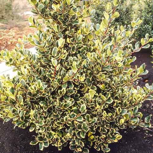 Ostrokrzew Golden King interface.image 2 interface.art 9540