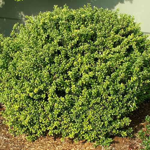 Ostrokrzew karbowanolistny (bukszpanowy) Caroline Upright interface.image 1 interface.art 3952