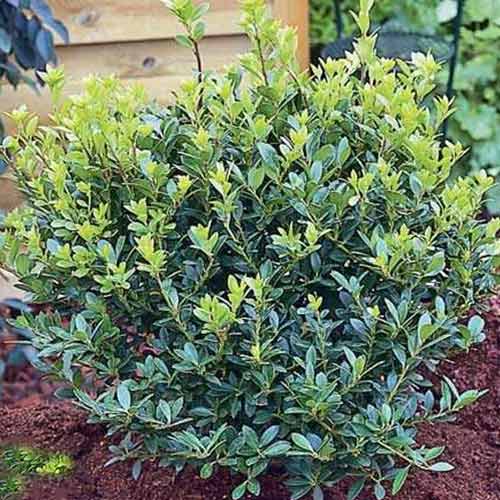 Ostrokrzew karbowanolistny Glory Gem interface.image 1 interface.art 4061