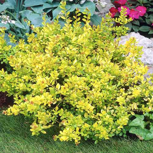 Ostrokrzew karbowanolistny (bukszpanowy) Golden Gem interface.image 1 interface.art 3953