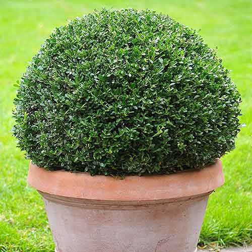 Ostrokrzew karbowanolistny Green Hedge interface.art zdjęcie 1 Ostrokrzew karbowanolistny Green Hedge interface.image 1 interface.art 3954