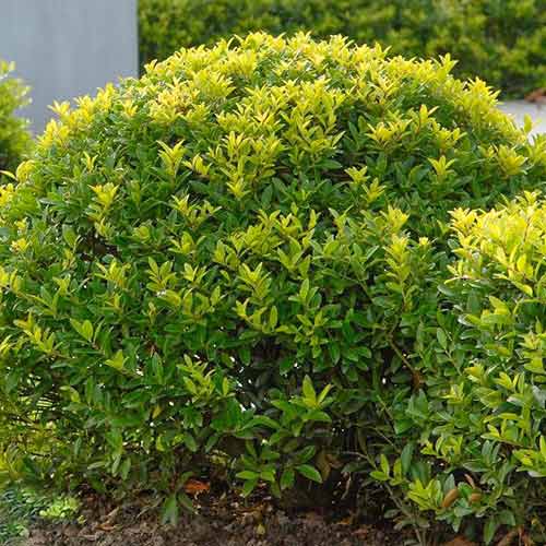 Ostrokrzew karbowanolistny Green Lustre interface.art zdjęcie 1 Ostrokrzew karbowanolistny Green Lustre interface.image 1 interface.art 4062