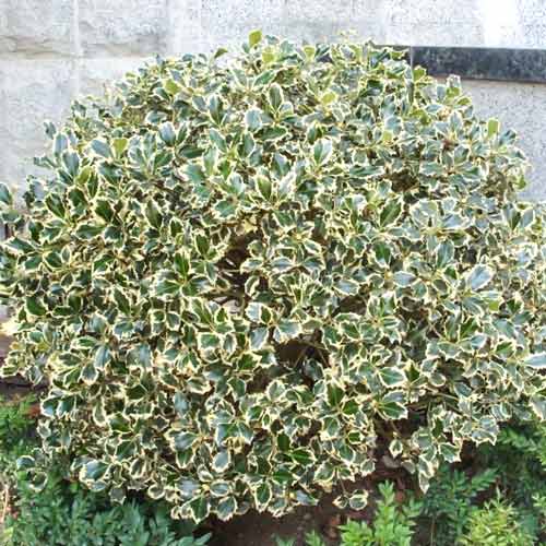 Ostrokrzew kolczasty silver Queen interface.image 1 interface.art 9541