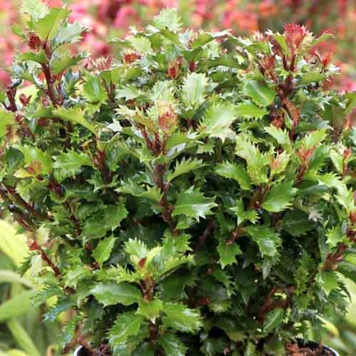 Ostrokrzew Little Rascal Mondo interface.image 1 interface.art 4745