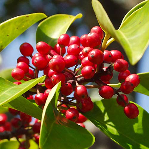 Ostrokrzew Red Dot interface.image 1 interface.art 5612