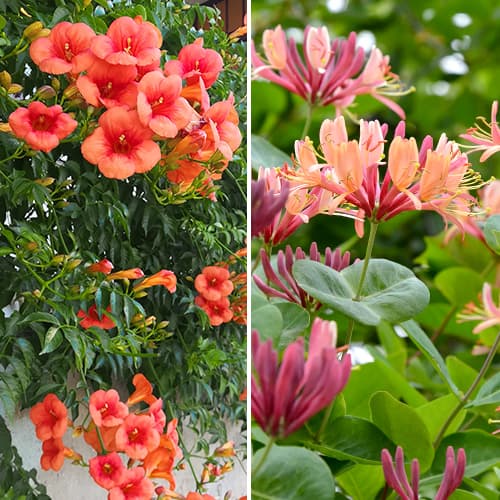 Ozdobne pnącza, 2 sadzonki interface.image 1 interface.art 4817