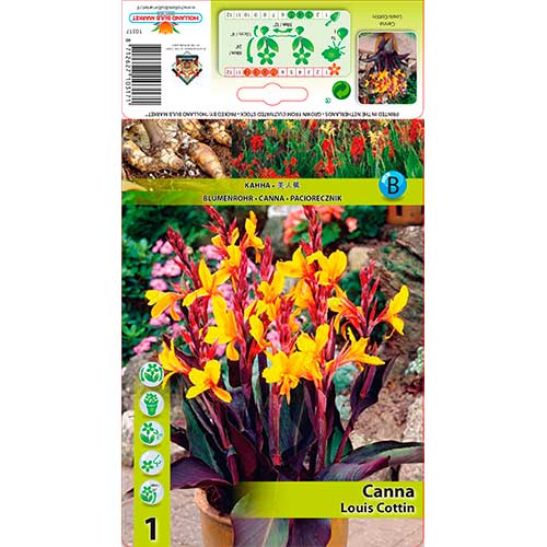 Paciorecznik (Canna) Louis Cottin interface.image 1 interface.art 76196