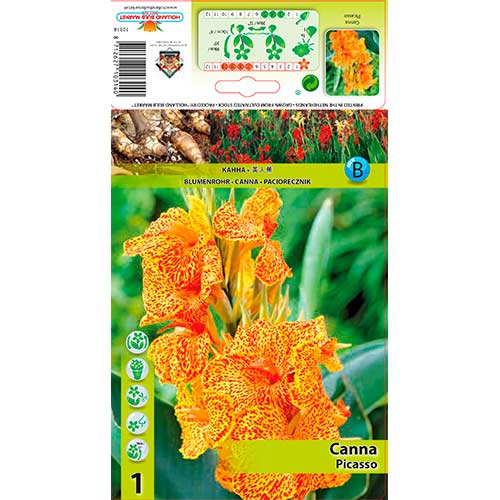 Paciorecznik (Canna) Picasso interface.image 1 interface.art 76198
