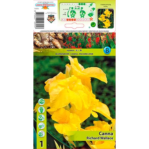 Paciorecznik (Canna) Richard Wallace interface.image 1 interface.art 70366