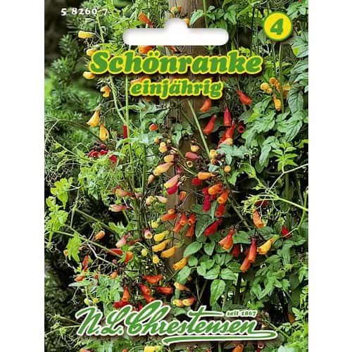 Palczatka szorstka, mix kolorow interface.image 1 interface.art 96417